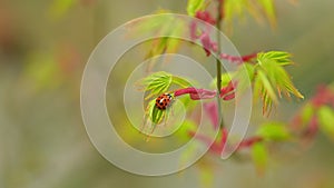 Ladybug Sitting On A Plant. Little Round Beetle - Red With Black Spots. Green Japanese Maple Shrub Or Tree. Close up.