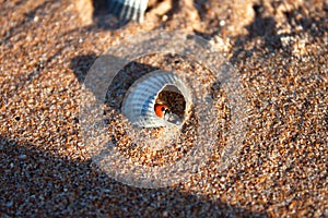 Ladybug sitting in the shell