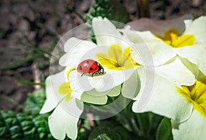 Ladybug sitting on white flowers of forest Common Primrose Primula acaulis or primula vulgaris