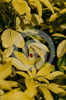 Ladybug sitting on a yellow leaf