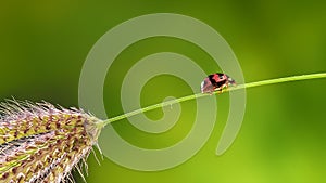 Ladybug or Small beetle Coccinellidae