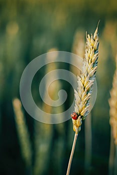 ladybug on a spike of wheat in the suns rays of sunset