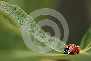 Ladybug in spring covered in water droplets