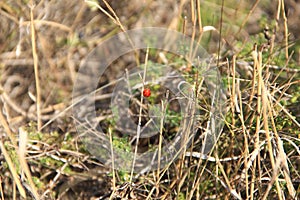 Ladybug on a stalk of dry grass