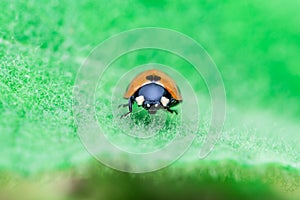 Ladybug standing in the middle of the leaf, Coccinellidae, Arthropoda, Coleoptera, Cucujiformia, Polyphaga photo