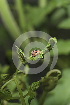 Ladybug staying on the tomato leaf