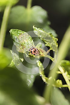 Ladybug staying on the tomato leaf