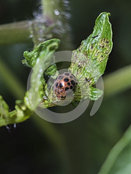 Ladybug staying on the tomato leaf