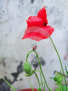 Ladybug struggling to reach to flower