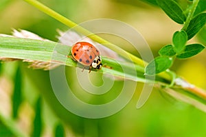 Ladybug summer
