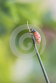 A ladybug and the sun