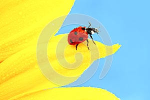 Ladybug on sunflower