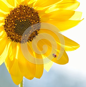 Ladybug on a sunflower on a bright sunflower