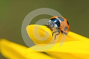 Ladybug on Sunflower