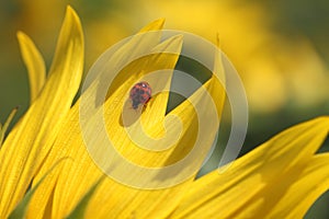 Ladybug & Sunflower