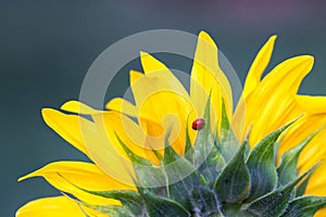 Ladybug on the sunflower