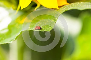 Ladybug on the sunflower