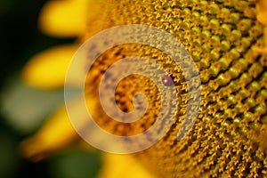 Ladybug on a Sunflower