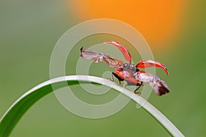 Ladybug take-off from culm photo
