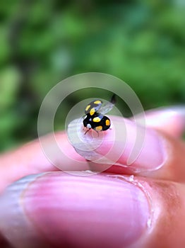 The ladybug take off from a woman`s hand