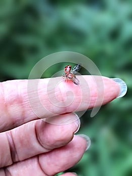 The ladybug take off from a woman`s hand