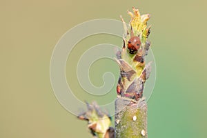 Ladybug and tender shoot