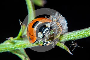 Ladybug on a thistle