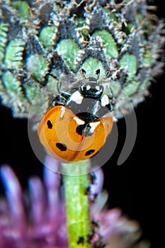 Ladybug on a thistle