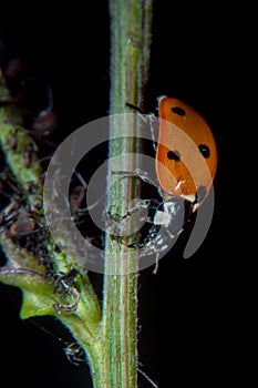 Ladybug on a thistle