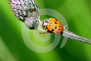 Ladybug on thistle.