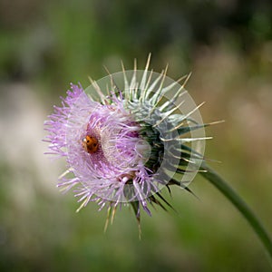 Ladybug thistle