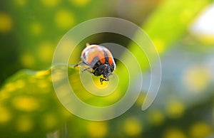 ladybug about to fly out