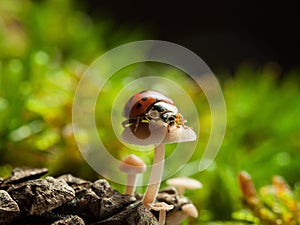 Ladybug on toadstool