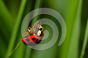 Ladybug almost at the top