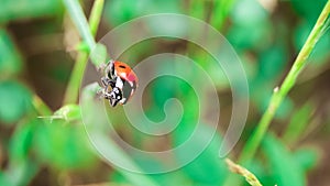 Ladybug on top. Ladybug comin on top leaf photo