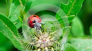 The macro portrait of the ladybug on a green leaf
