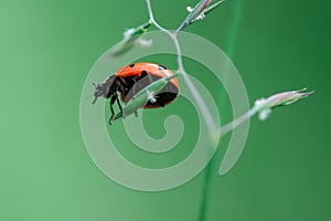 Ladybug in the top of a plant, Coccinellidae, Arthropoda, Coleoptera, Cucujiformia, Polyphaga photo