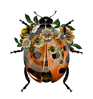 Ladybug top view with closed wings and decorations in yellow and orange