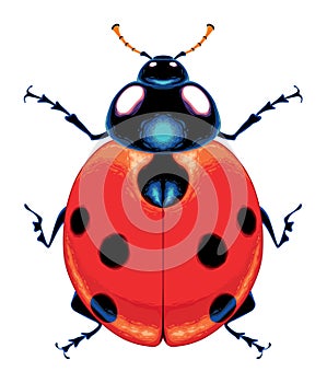 Ladybug top view, vector isolated animal