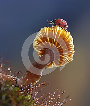 A ladybug travels over a beautiful mushroom that looks like the sun.