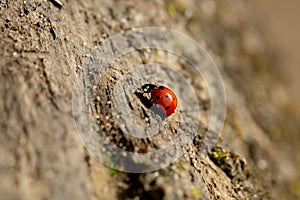 Ladybug on a tree