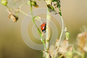 Ladybug on the tree is classified as a scarab Invertebrate