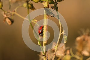 Ladybug on the tree is classified as a scarab Invertebrate