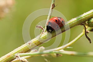 Ladybug on the tree is classified as a scarab Invertebrate