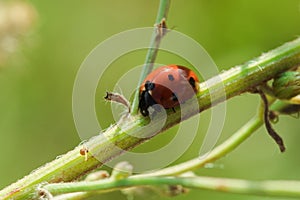 Ladybug on the tree is classified as a scarab Invertebrate