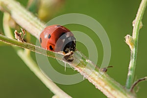 Ladybug on the tree is classified as a scarab Invertebrate