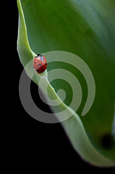 Ladybug on tulip leaves in black background