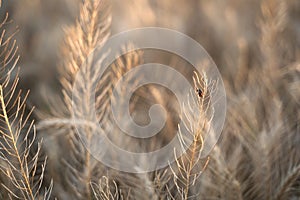 Ladybug on a twig in a wheat field
