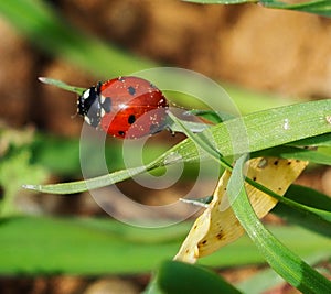 ladybug un the field photo