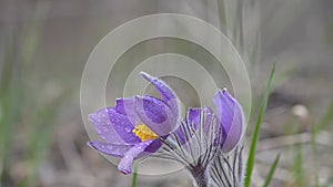 Ladybug undulates on wet flower